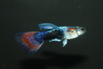 Gup Man Rood